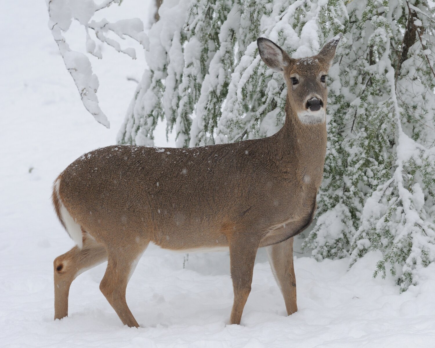 This was a doe seen during a snowstorm a few winters back. It appeared to be a full-grown doe with a darker brown winter coat. A winter coat is thicker to protect against rain, snow and sub-zero temperatures. In the case of young-of-year fawns, their spots are no longer present when the winter coat grows in. ..When deer molt, they might have a patchy appearance, looking almost like mange. It is normal, as one part of the coat might be old, with new coat growing next to it; it's not mange and the deer is perfectly healthy.